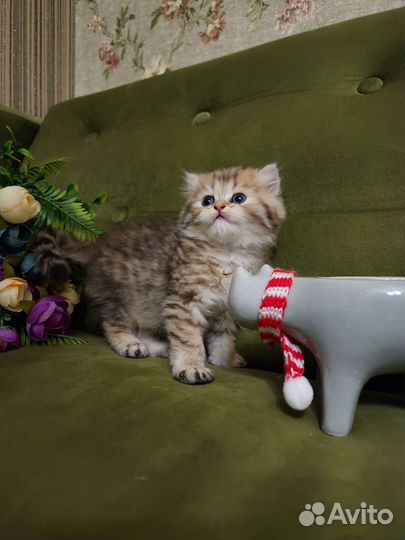 Пушистые комочки хотят к себе домой