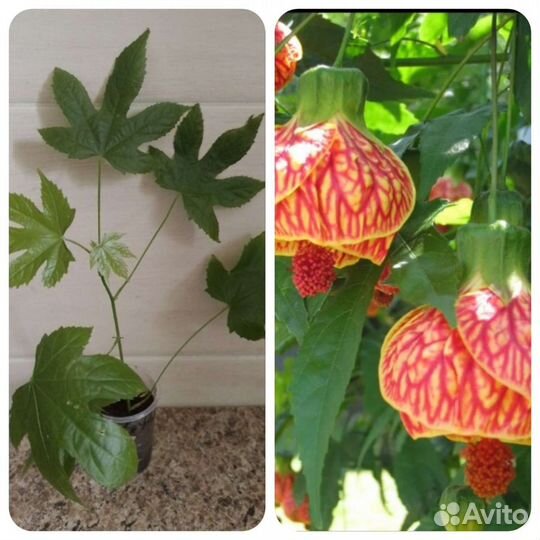 Абутилон тигр,абутилон мегапотамский