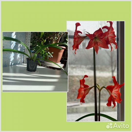 Комнатные цветы