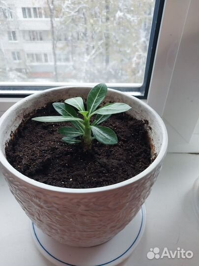 Адениум
