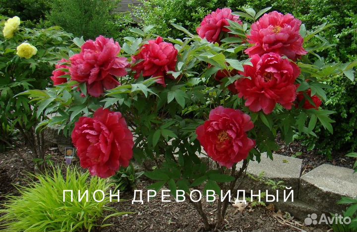 Саженцы плодовых и декоративных растений