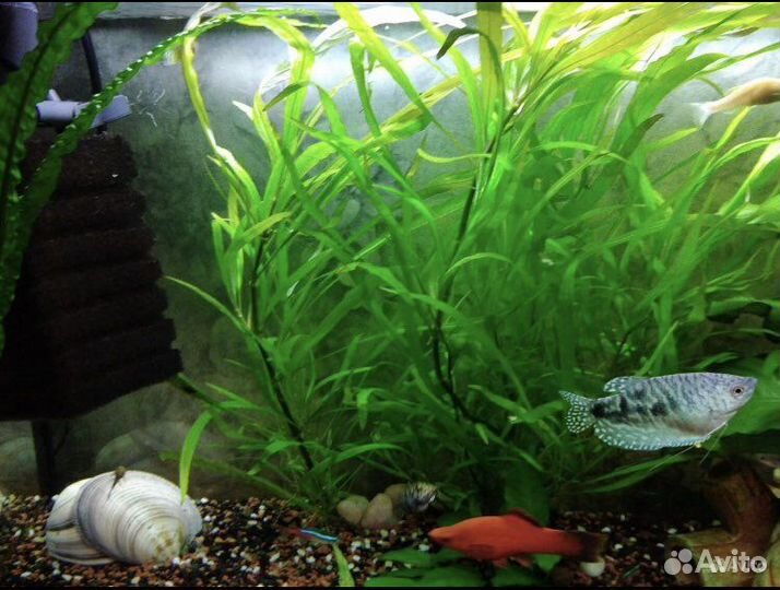 Аквариумное растение