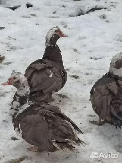 Индоутки 800