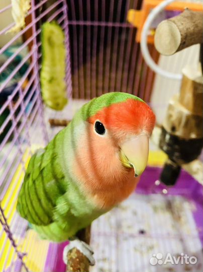 Неразлучники с клеткой (пара)