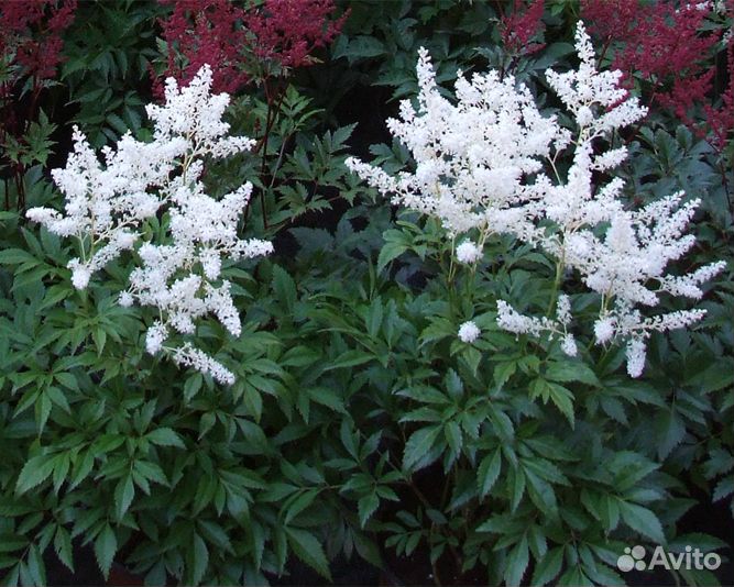 Астильбы японские