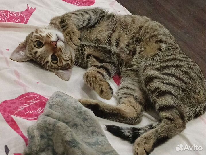 Котик барсик