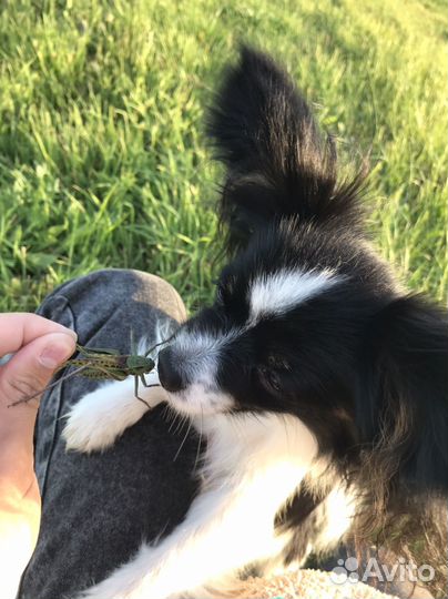 Выгул собак