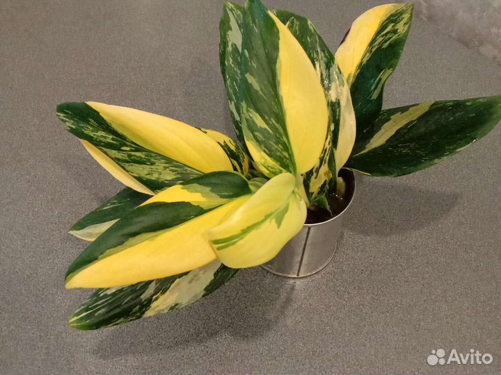 Монстера Стандлеяна жёлтая вариегатная