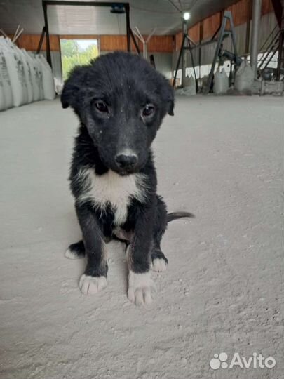 Щенки в добрые руки, девочки