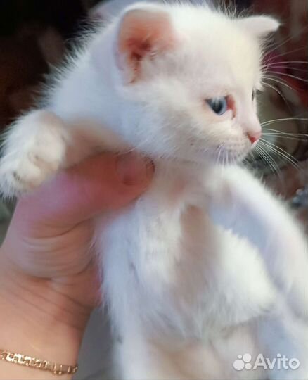 Кошечка в добрые руки