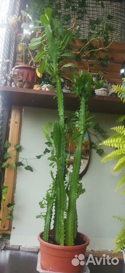 Кактус молочай