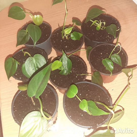 Филодендрон