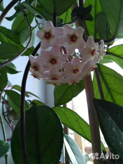 Хойя калимантан, акута и др