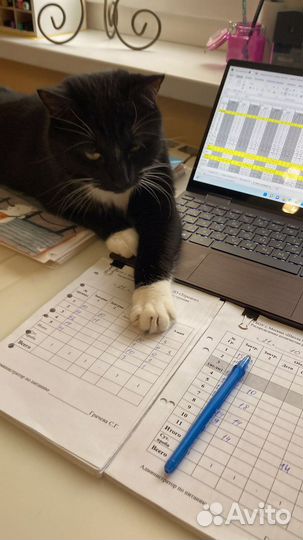 Кот обычный