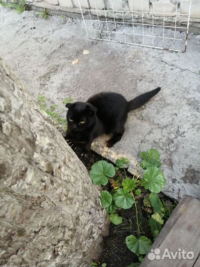Кошка в добрые руки