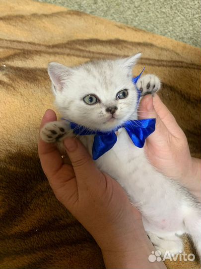 Шотландские вислоухие котята