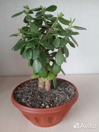 Комнатные растения, Хойя карноза цветет