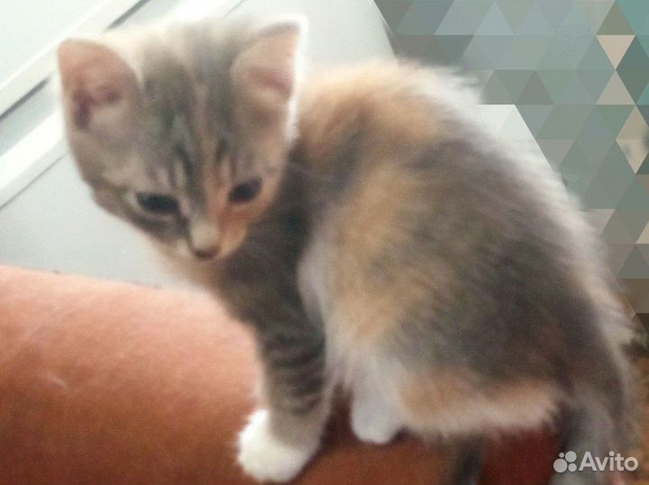 Котенок