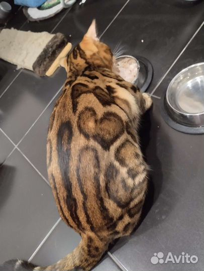 Бенгальский кот вязка