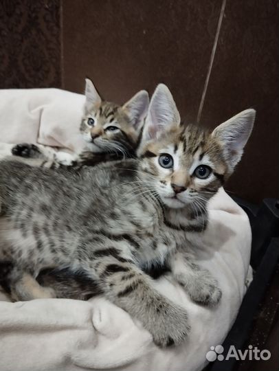 Котята (девочки)