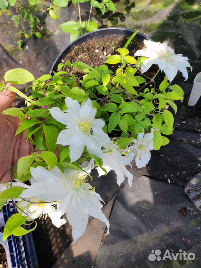 Клематис Литл мермейд