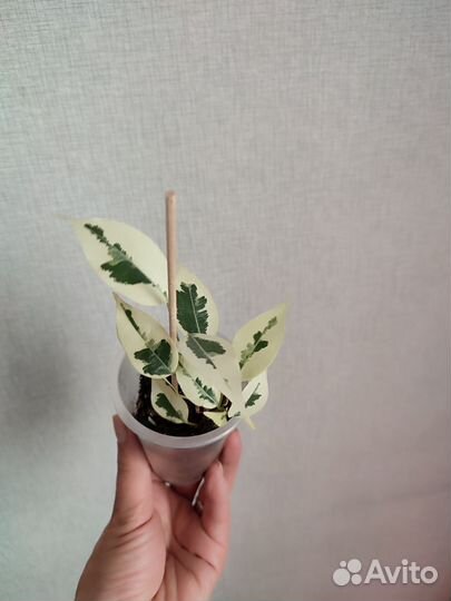 Фикус твилайт