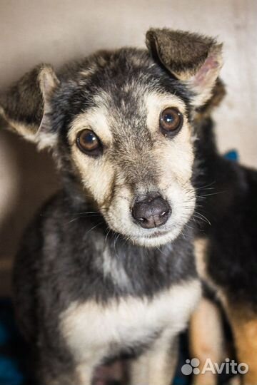 Щенки в добрые руки