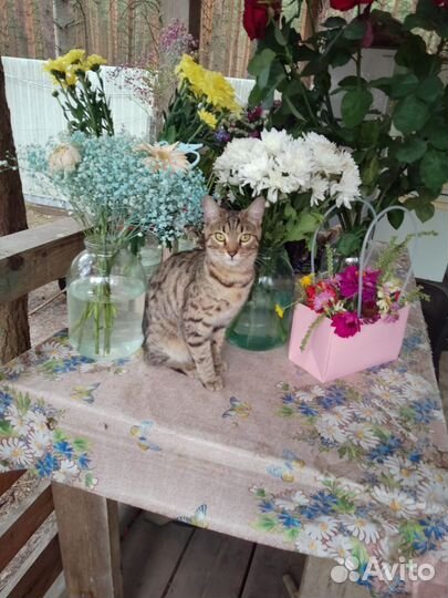 Кошечка в добрые руки