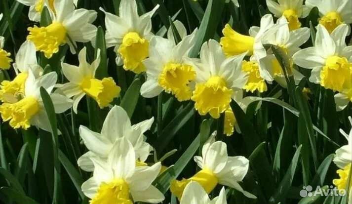 Цветы Нарцисы /Пионы / Примула