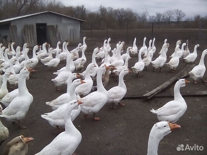 Продам мясо гуся в тушках и живьём на племя