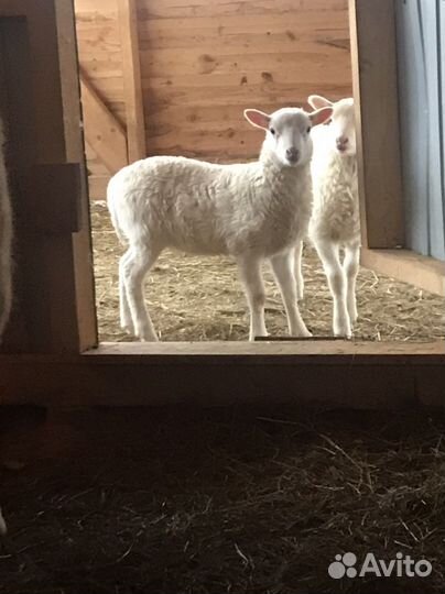 Баран на племя