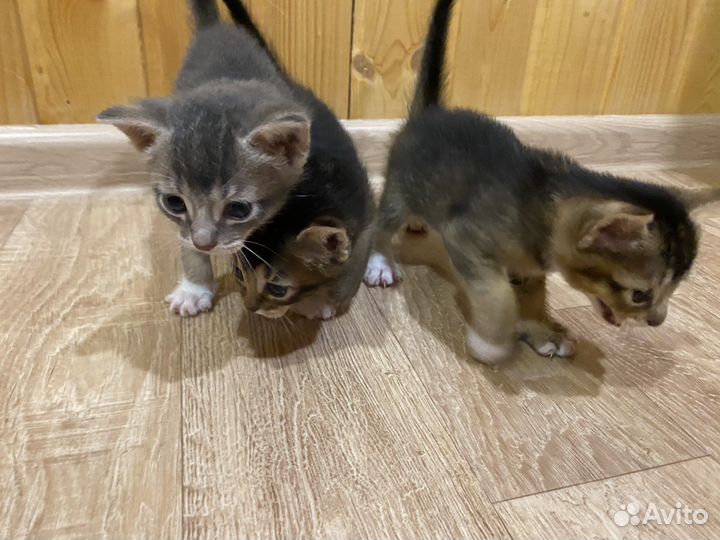 Абиссинские котята