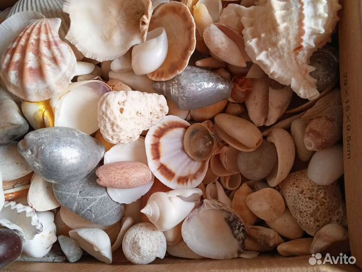 Ракушки (3 кг)