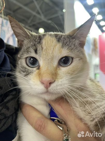 Красавица кошка в семью