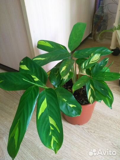 Ктенанта лубберса