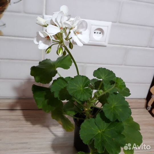 Пеларгония герань белая