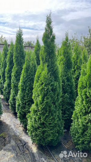 Туя смарагд