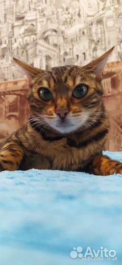 Бенгальская кошка