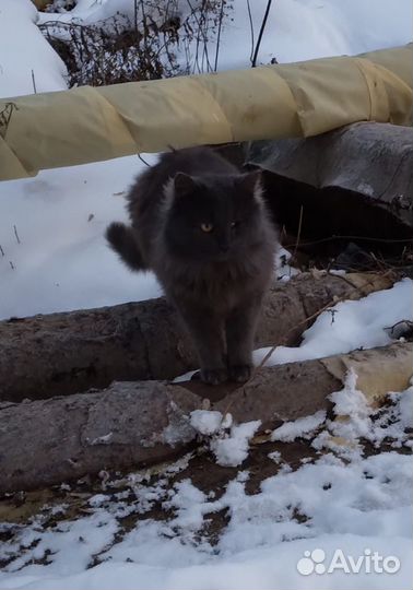 Мурзик.Особеный кот