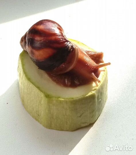 Улитки ахатины