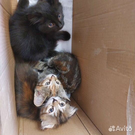 Котята в добрые руки