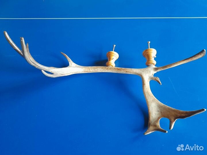 Рога оленя