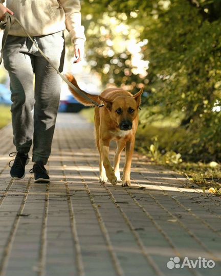 Бросили в приюте