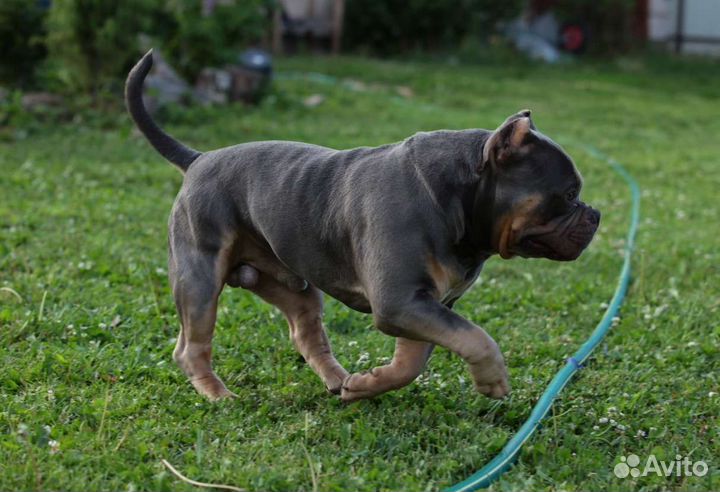 Американский булли вязка