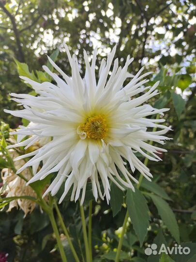 Георгины клубни