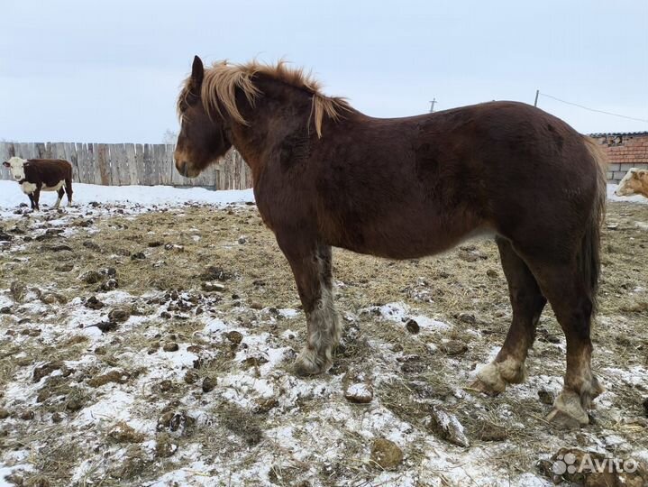 Кобыла советский тяжеловоз