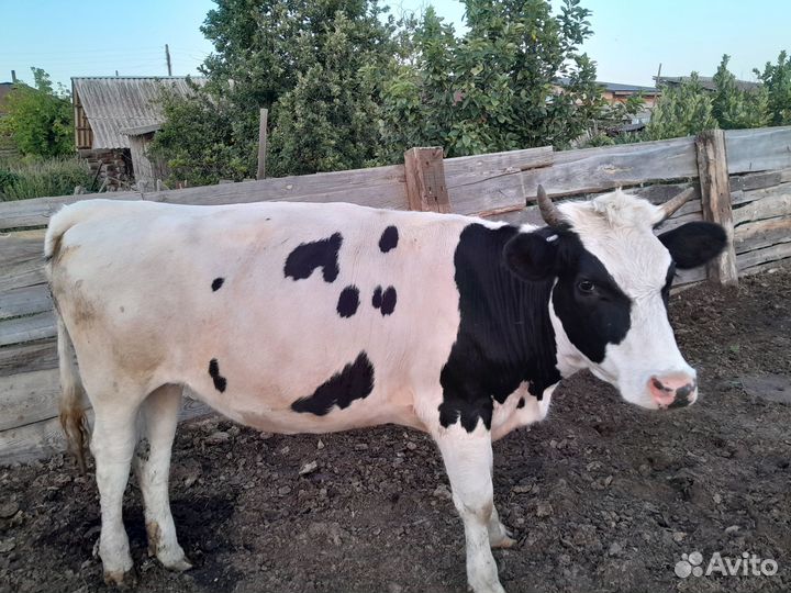 Продам быка,корову,и первотелок