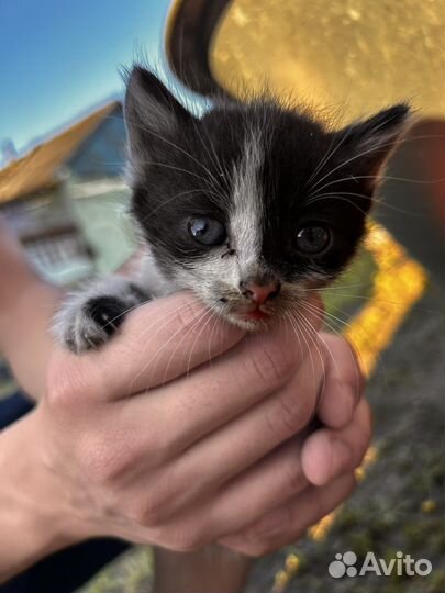 Самые лучшие котята