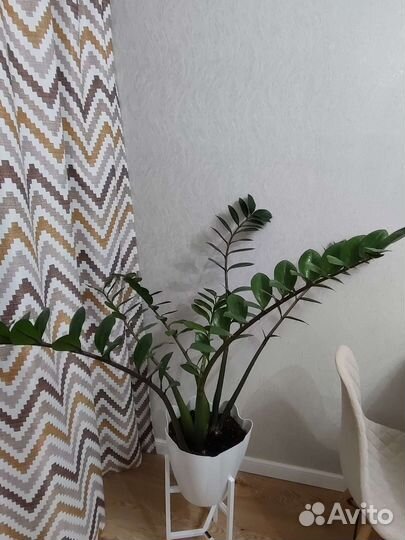 Замиокулькас