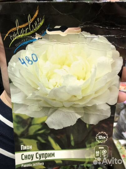 Пионы саженцы